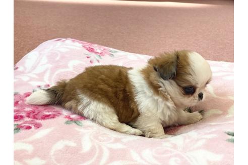 成約済の香川県のミックス犬-101232の3枚目