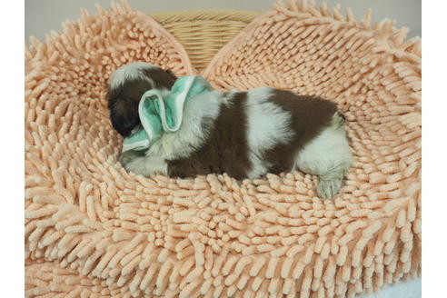 成約済の埼玉県のシーズー-101734の4枚目