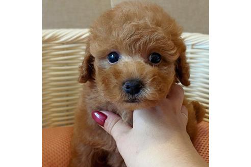成約済の神奈川県のトイプードル-103074の2枚目