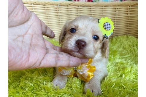 成約済の秋田県のチワックス:チワワ×ミニチュアダックスフンド-101689の1枚目