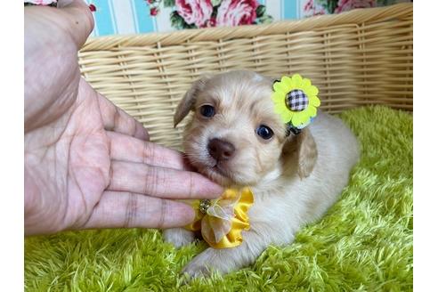 成約済の秋田県のチワックス:チワワ×ミニチュアダックスフンド-101689の2枚目