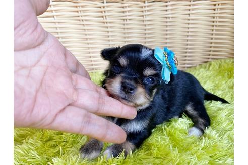 成約済の秋田県のチワックス:チワワ×ミニチュアダックスフンド-101712の5枚目