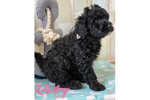 成約済の東京都のミックス犬-102696の15枚目