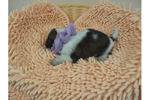成約済の埼玉県のシーズー-103120の4枚目