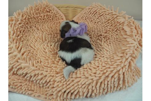 成約済の埼玉県のシーズー-103120の3枚目