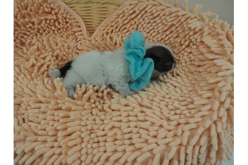 成約済の埼玉県のシーズー-103121の4枚目