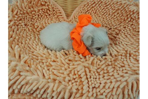 成約済の埼玉県のマルチーズ-103122の5枚目