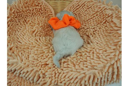 成約済の埼玉県のマルチーズ-103122の3枚目