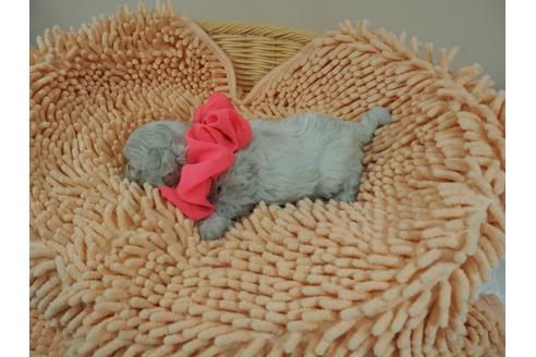 成約済の埼玉県のマルチーズ-103124の4枚目