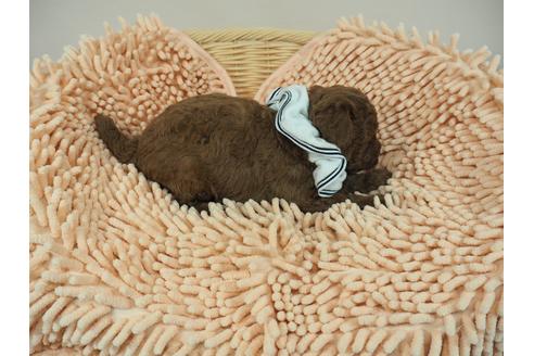 成約済の埼玉県のトイプードル-103125の5枚目