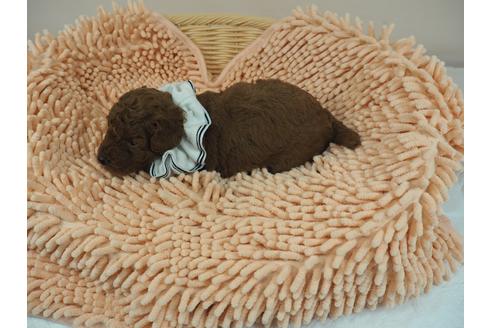 成約済の埼玉県のトイプードル-103125の4枚目