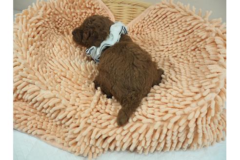 成約済の埼玉県のトイプードル-103125の3枚目