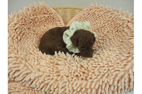 成約済の埼玉県のトイプードル-103128の5枚目