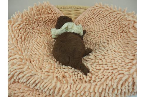 成約済の埼玉県のトイプードル-103128の3枚目