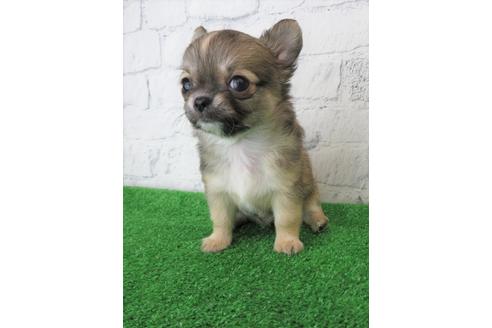 成約済の大阪府のチワワ(ロングコート)-103133の1枚目