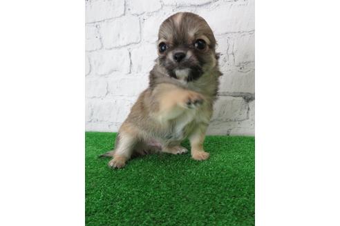 成約済の大阪府のチワワ(ロングコート)-103133の5枚目