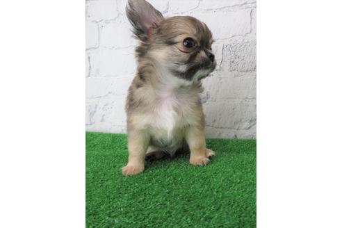 成約済の大阪府のチワワ(ロングコート)-103133の4枚目