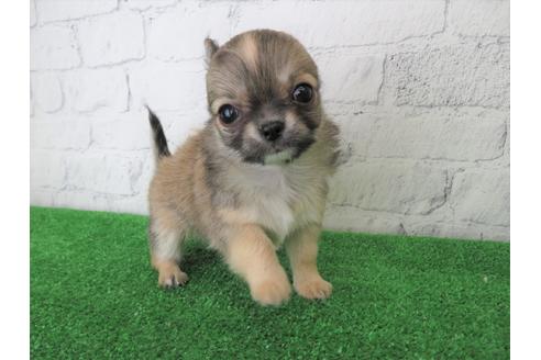 成約済の大阪府のチワワ(ロングコート)-103133の3枚目