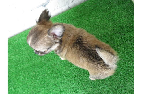 成約済の大阪府のチワワ(ロングコート)-103133の2枚目