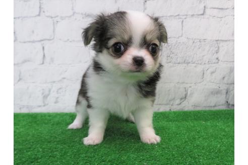 成約済の大阪府のチワワ(ロングコート)-103134の1枚目