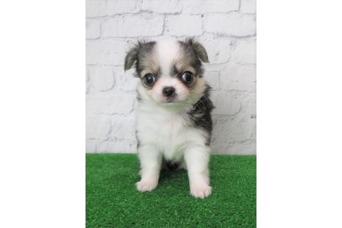 成約済の大阪府のチワワ(ロングコート)-103134の5枚目