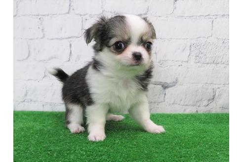 成約済の大阪府のチワワ(ロングコート)-103134の4枚目