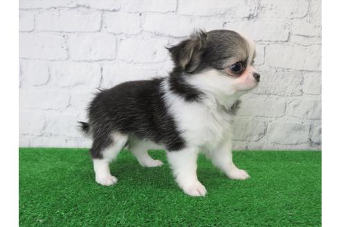 成約済の大阪府のチワワ(ロングコート)-103134の3枚目