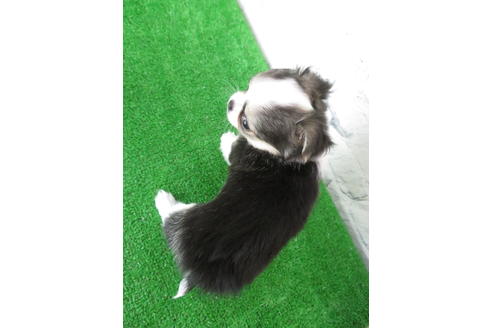 成約済の大阪府のチワワ(ロングコート)-103134の2枚目