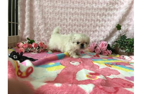 成約済の愛知県のペキニーズ-101422の3枚目
