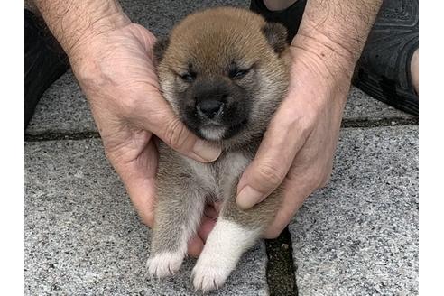 成約済の長崎県の柴犬-103147の9枚目