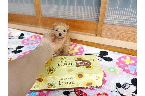 成約済の熊本県のマルプー:マルチーズ×トイプードル-103162の5枚目