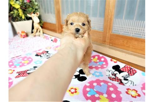 成約済の熊本県のマルプー:マルチーズ×トイプードル-103162の4枚目