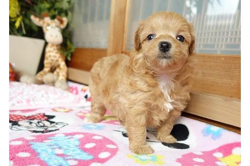 成約済の熊本県のマルプー:マルチーズ×トイプードル-103162の2枚目