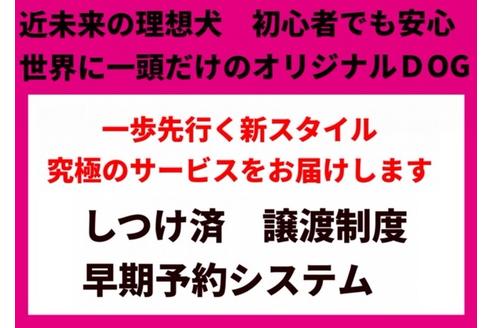 成約済の秋田県のマルプー:マルチーズ×トイプードル-103177の21枚目