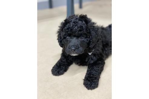 成約済の東京都のミックス犬-102696の13枚目