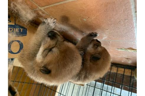 成約済の福井県の柴犬-103195の3枚目