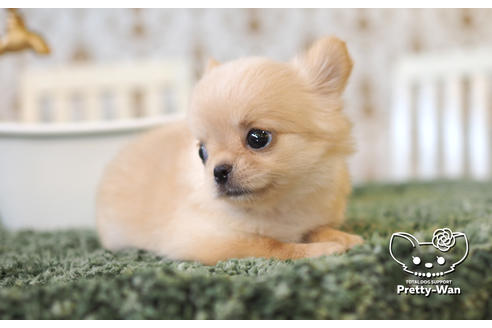 成約済の愛知県のチワワ(ロングコート)-103211の5枚目