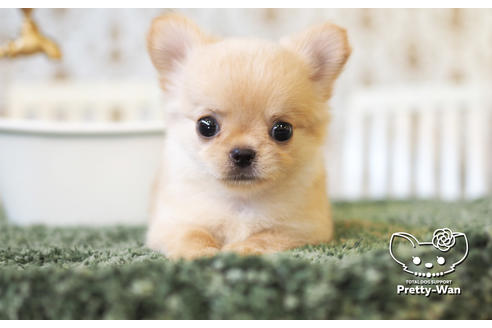 成約済の愛知県のチワワ(ロングコート)-103211の6枚目