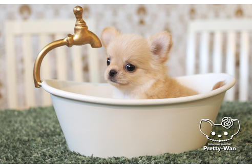 成約済の愛知県のチワワ(ロングコート)-103211の2枚目