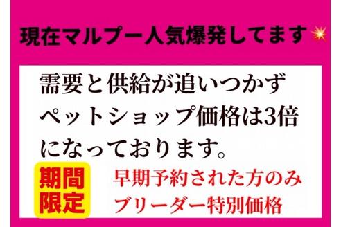 成約済の秋田県のマルプー:マルチーズ×トイプードル-102520の7枚目