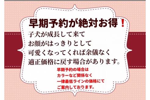 成約済の秋田県のマルプー:マルチーズ×トイプードル-102515の13枚目