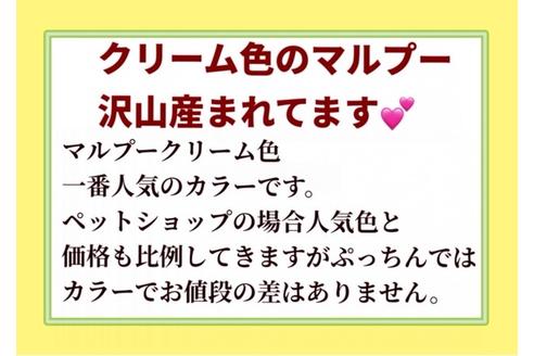 成約済の秋田県のマルプー:マルチーズ×トイプードル-102510の3枚目