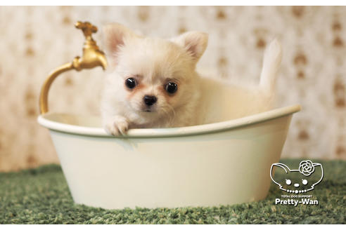 成約済の愛知県のチワワ(ロングコート)-103215の6枚目