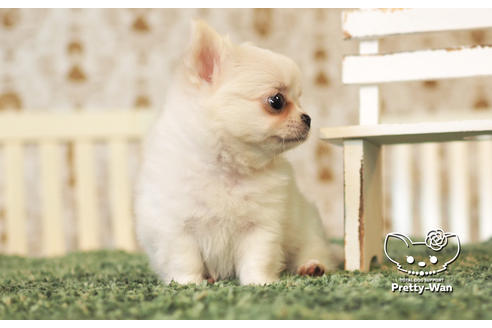 成約済の愛知県のチワワ(ロングコート)-103215の7枚目