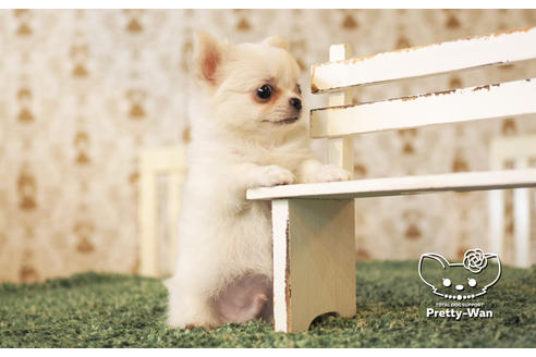 成約済の愛知県のチワワ(ロングコート)-103215の5枚目