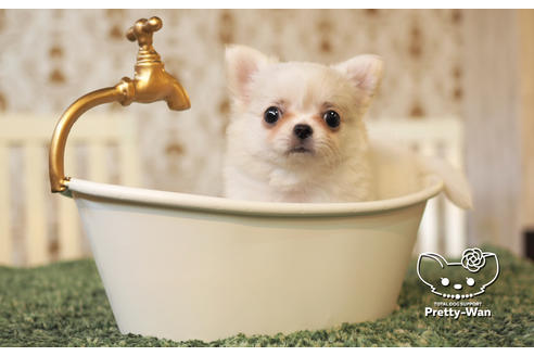 成約済の愛知県のチワワ(ロングコート)-103215の1枚目