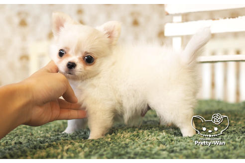 成約済の愛知県のチワワ(ロングコート)-103215の3枚目