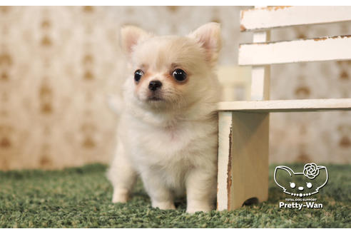 成約済の愛知県のチワワ(ロングコート)-103215の4枚目