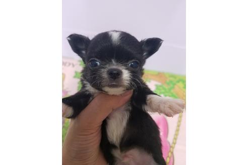 成約済の岡山県のチワワ(ロングコート)-101369の4枚目