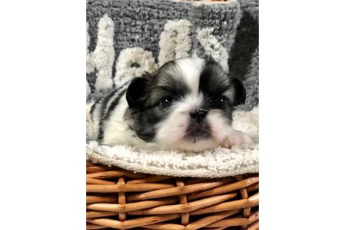 成約済の埼玉県のペキニーズ-102186の1枚目